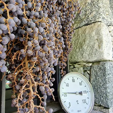 Oasi Ulivi 펜션 산 시로